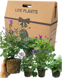 Senetti Random Colours Plant