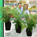 Shield Fern Plant