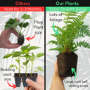 Shield Fern Plant