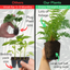 Shield Fern