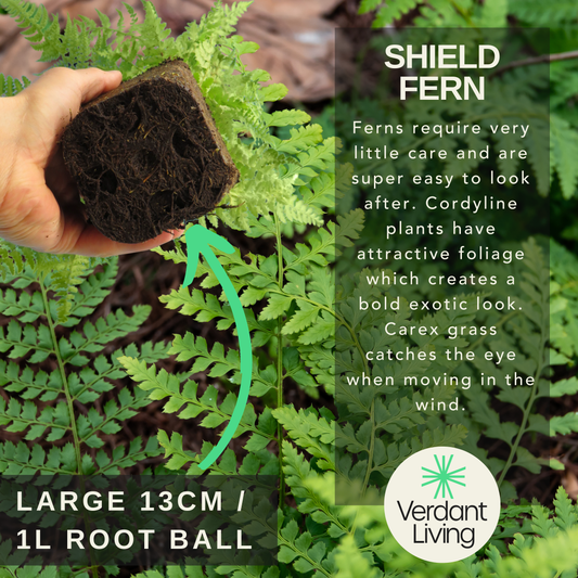 Polystichum aculeatum (Shield Fern) – Evergreen Fern (Set of 3 or 6)