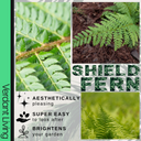 Shield Fern Plant