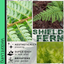 Shield Fern