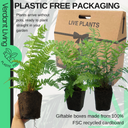 Shield Fern Plant