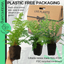 Shield Fern