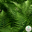 Shield Fern Plant