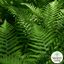 Shield Fern