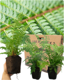 Shield Fern Plant