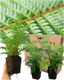 Shield Fern