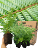 Shield Fern Plant