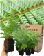Shield Fern
