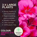 Geranium Smokey Eye Pink Improved Plant