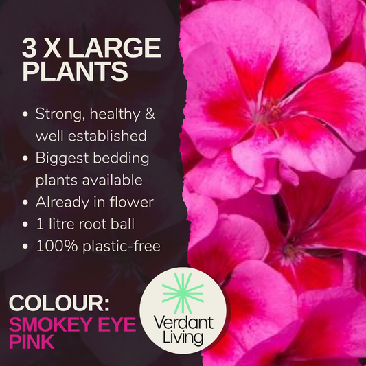 Care information card for Smokey Eye Pink, bright pink pelargonium petals with dark red centres