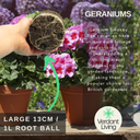 Geranium Smokey Eye Pink Improved Plant