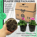 Geranium Smokey Eye Pink Improved Plant