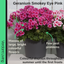 Geranium Smokey Eye Pink Improved