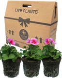 Geranium Smokey Eye Pink Improved Plant