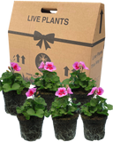 Geranium Smokey Eye Pink Improved Plant