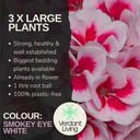 Geranium Smokey Eye White Plant