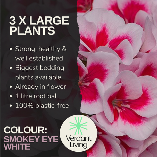 Care information card for Smokey Eye White, white pelargonium flowers with deep cerise centres