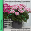 Geranium Smokey Eye White