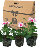 Geranium Smokey Eye White Plant