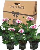 Geranium Smokey Eye White Plant