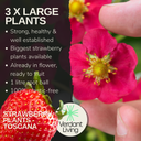 Strawberry Toscana Plant