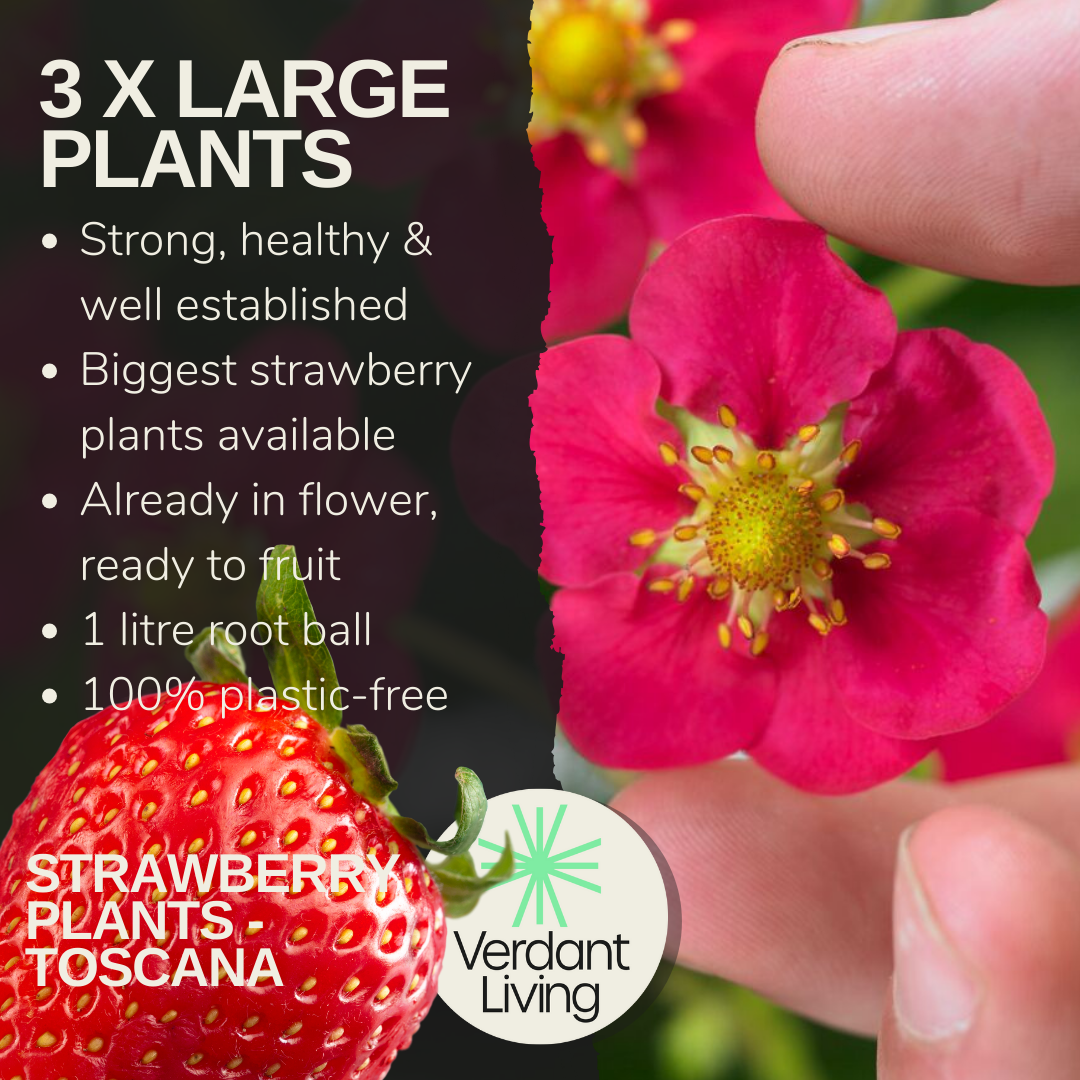 Care card for Toscana strawberry: 3 large plants, in flower, 1L root ball, plastic-free, with pink flower and fruit
