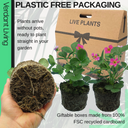Strawberry Toscana Plant