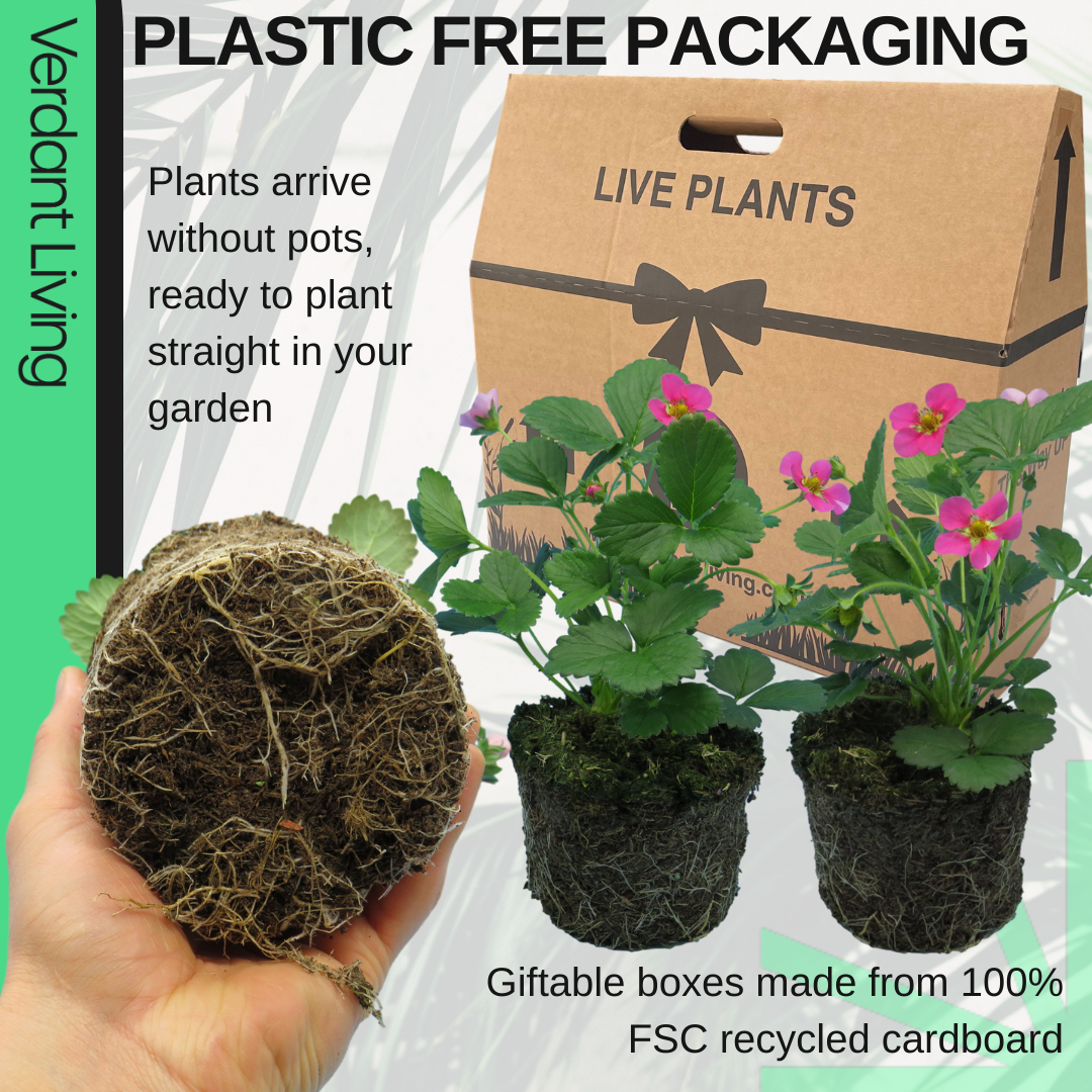 Strawberry 'Toscana' – Sweet Garden Strawberry (Set of 3 or 6)