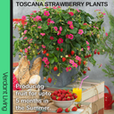 Strawberry Toscana Plant