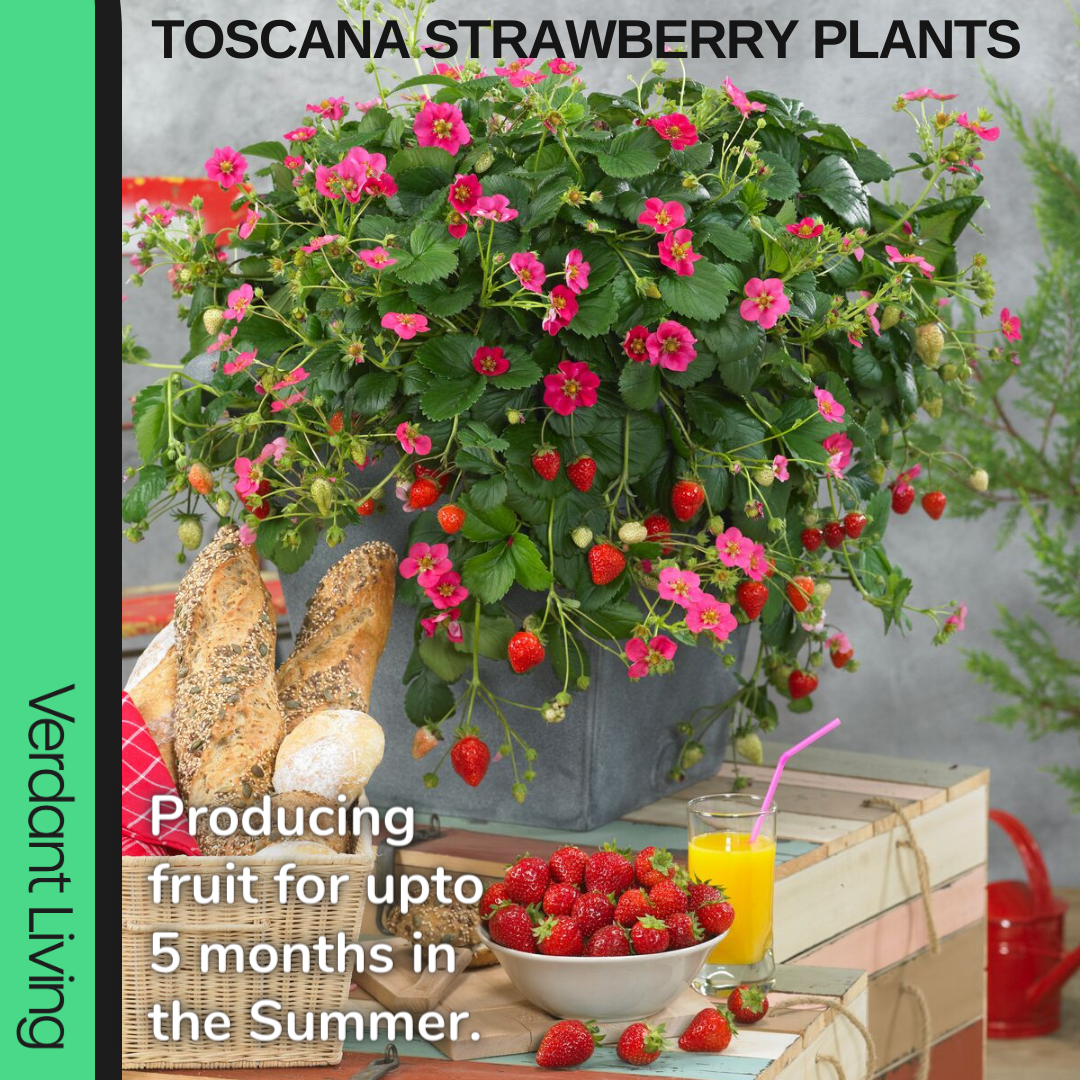 Strawberry 'Toscana' – Sweet Garden Strawberry (Set of 3 or 6)