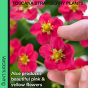 Strawberry Toscana Plant