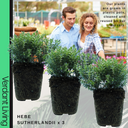 Hebe Sutherlandii Evergreen Shrubs Plants (Set of 3 or 6)