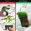 Sutherlandii