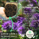 Hebe Sutherlandii Evergreen Shrubs Plants (Set of 3 or 6)