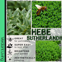 Hebe Sutherlandii Evergreen Shrubs Plants (Set of 3 or 6)