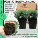 Hebe Sutherlandii Evergreen Shrubs Plants (Set of 3 or 6)