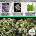 Hebe Sutherlandii Evergreen Shrubs Plants (Set of 3 or 6)
