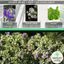 Sutherlandii