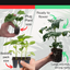 Tomato Totem