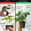 Tumbling Tom Variety Plants (Set of 3 or 6)