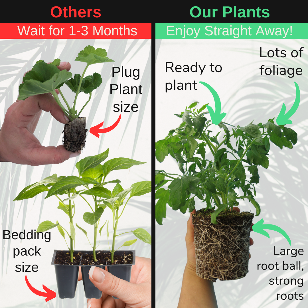Tomato 'Tumbling Tom' – Trailing Cherry Tomato (1L, Set of 3 or 6)