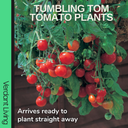Tumbling Tom Variety Plants (Set of 3 or 6)