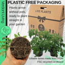Tumbling Tom Variety Plants (Set of 3 or 6)