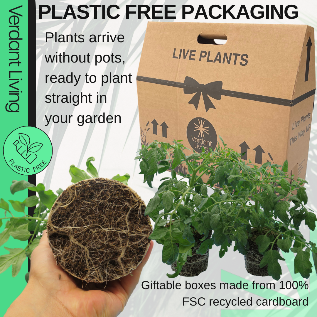 Tomato 'Tumbling Tom' – Trailing Cherry Tomato (1L, Set of 3 or 6)