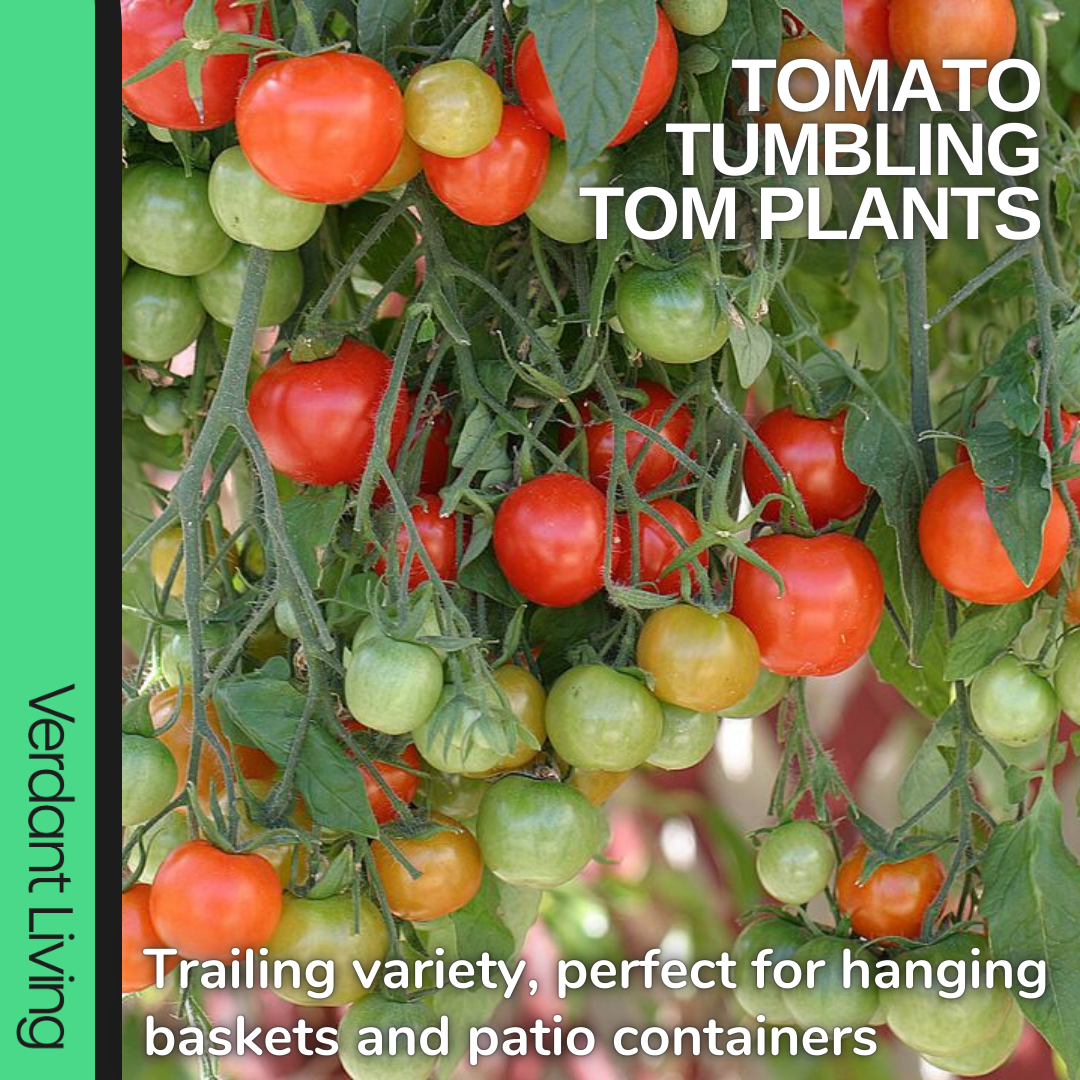Tomato 'Tumbling Tom' – Trailing Cherry Tomato (1L, Set of 3 or 6)
