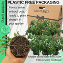 Tumbling Tom Variety Plants (Set of 3 or 6)
