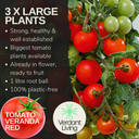 Tomato Veranda Red Variety Plants (Set of 3 or 6)